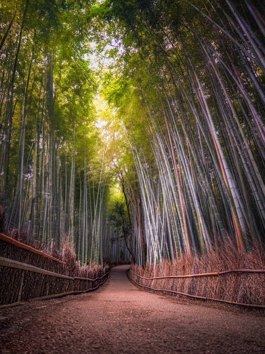 Arashiyama bamboo forest