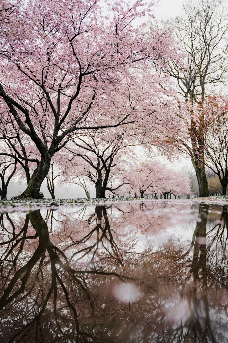 cherry blossom trees near river