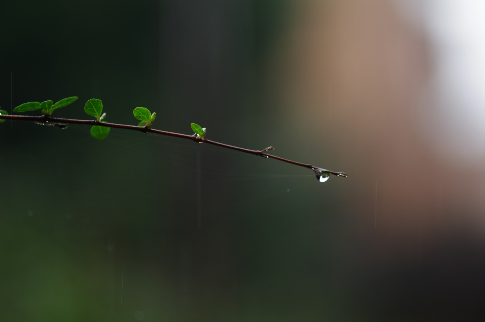 green leaf plant in close up photography