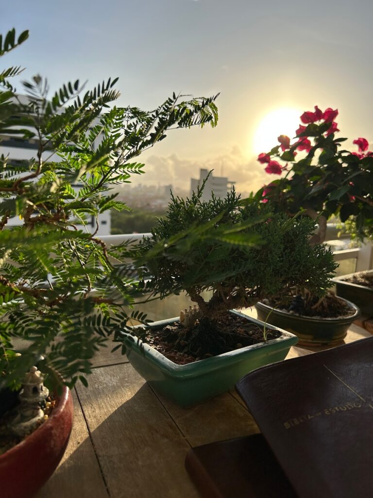 a group of potted plants