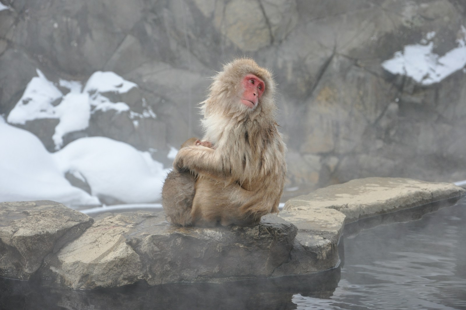 brown monkey sitting on gray rock during daytime