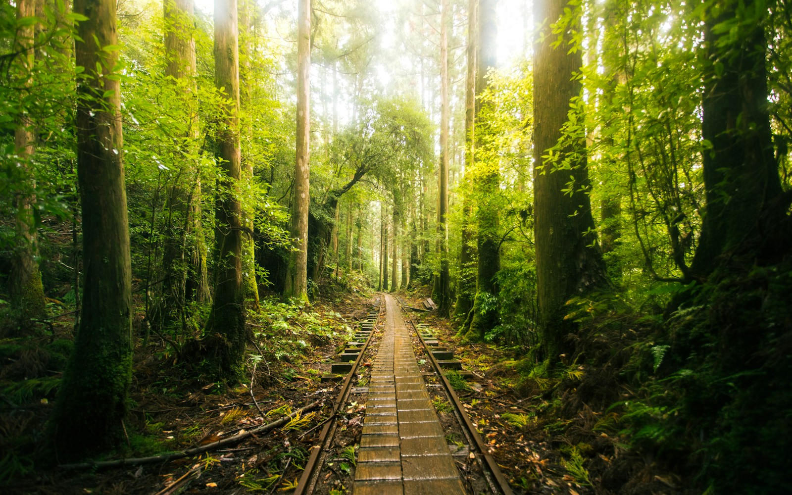 a train track in the middle of a forest